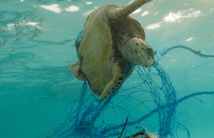 Nace POLYBRIS, un proyecto para valorizar residuos plásticos marinos en Galicia y Canarias
